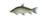 Clipart Image Illustration of a Smallmouth Buffalo Fish (Ictiobus bubalus)