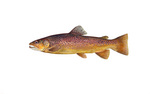 Clipart Image Illustration of a Brown Trout Fish (Salmo trutta)