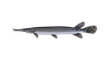 Clipart Image Illustration of a Shortnose Gar Fish (Lepisosteus platostomus)