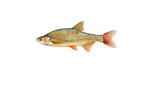 Clipart Image Illustration of a Golden Shiner Fish (Notemigonus crysoleucas)