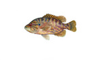 Clipart Image Illustration of a Warmouth Fish (Lepomis gulosus)
