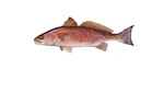 Clipart Image Illustration of a Red Drum Fish (Sciaenops ocellata)