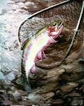 Clipart Image Illustration of a Golden Trout in a Fishing Net
