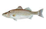 Clipart Image Illustration of a Striped Bass Fish (Morone saxatilis)