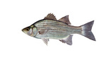 Clipart Image Illustration of a White or Sand Bass Fish (Morone chrysops)