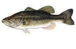 Clipart Image Illustration of a Largemouth Bass Fish (Micropterus salmoides)