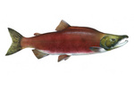 Clipart Image Illustration of a Sockeye Salmon Fish (Oncorhynchus nerka)