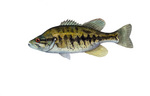 Clipart Image Illustration of a Suwannee Bass Fish (Micropterus notius)