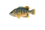 Clipart Image Illustration of a Green Sunfish (Lepomis cyanellus)