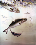 Clipart Image Illustration of Bluefish Chasing and Feeding Off of Smaller Fish