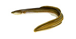 Clipart Image Illustration of an American Eel (Anguilla rostrata)