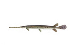 Clipart Image Illustration of a Longnosed/Longnose Gar Fish (lepisosteus osseus)