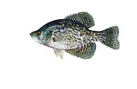 Clipart Image Illustration of a Black Crappie Fish (Pomoxis nigromaculatus)