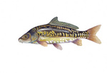 Clipart Image Illustration of a Mirror Carp Fish (Cyprinus carpio)