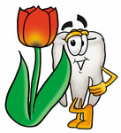 Clip Art Graphic of a Human Molar Tooth Character With a Red Tulip Flower in the Spring
