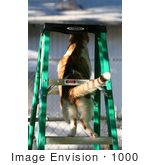 #1000 Picture Of A Cat Stuck On A Ladder