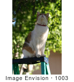 #1003 Picture Of A Cat Looking Into A Tree From A Ladder