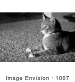 #1007 Black And White Picture Of A House Cat Laying On Carpet