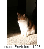 #1008 Picture Of A Cat Sitting On Floor