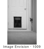 #1009 Black and White Picture of a Cat in a Hallway by Kenny Adams