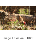 #1029 Photography Of A Caracal In A Zoo
