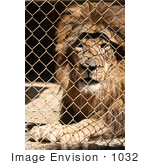 #1032 Picture Of A Caged Lion