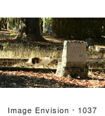 #1037 Photography Of Cat Looking At Tombstone