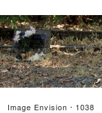 #1038 Picture Of A Feral Cat Lying In-Front Of A Tombstone