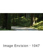 #1047 Photography Of A Country Road Through Redwoods