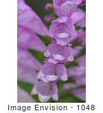 #1048 Photography Of Foxglove Stalk Full Of Bell-Shaped Blooms