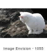 #1055 Picture Of A Stray White Cat Looking Down