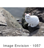 #1057 Picture Of A White Cat Sitting On An Ocean Jetty