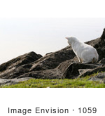 #1059 Picture Of A White Cat Hunting For Food