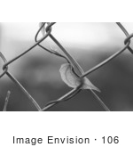 #106 Black And White Stock Image Of A Blue Sky Vine Growing On A Fence