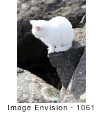 #1061 Photography Of A White Cat On A Cliff