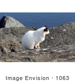 #1063 Picture Of An Ocean Cat