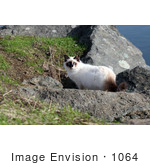 #1064 Picture Of A Cat Looking Back From Boulders