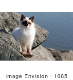 #1065 Picture Of A Jetty Cat