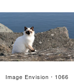 #1066 Photography Of A Gold Beach Oregon Cat