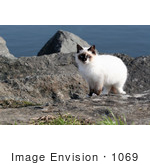 #1069 Picture Of A Stray Ocean Cat