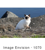 #1070 Picture of a Homeless Mongrel Cat at the Rouge River by Kenny Adams