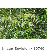 #10740 Picture of Leaves on a Raywood Ash Tree by Jamie Voetsch