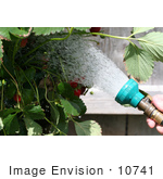 #10741 Picture Of A Strawberry Plant Being Watered