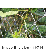 #10746 Picture of a Blackberry Vine Growing Through a Fence by Jamie Voetsch