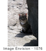 #1076 Picture Of A Brown Tabby Cat Behind A Boulder