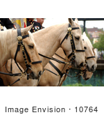 #10764 Picture Of Marine Corps Mounted Color Guard On Palaminos