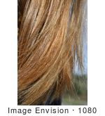 #1080 Photograph Of A Woman'S Hair With A Color Weave