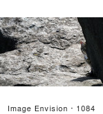 #1084 Picture Of A Tabby Cat Hiding Behind A Rock