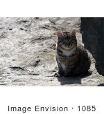 #1085 Picture Of A Brown Tabby Kitten Sitting On A Boulder