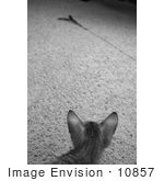 #10857 Picture Of An F4 Savannah Kitten Watching A Toy